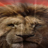 Mufasa The Lion King Bedding Set Quilt Cover Without Filler
